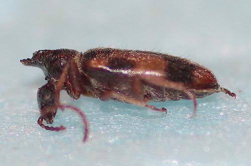 Notoxus brachycerus